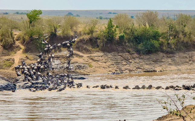 3 Days Masai Mara Air Safari from Nairobi – Fly-in Big Five Safari