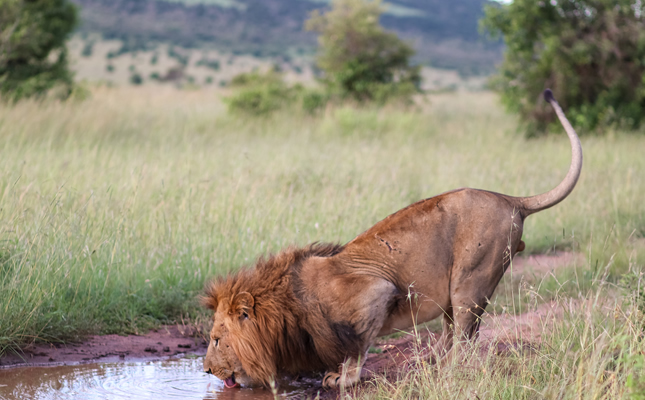 3 Days Masai Mara Air Safari from Nairobi – Fly-in Big Five Safari1
