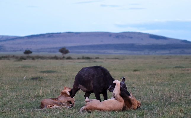 3 Days Masai Mara Air Safari from Nairobi – Fly-in Big Five Safari_2
