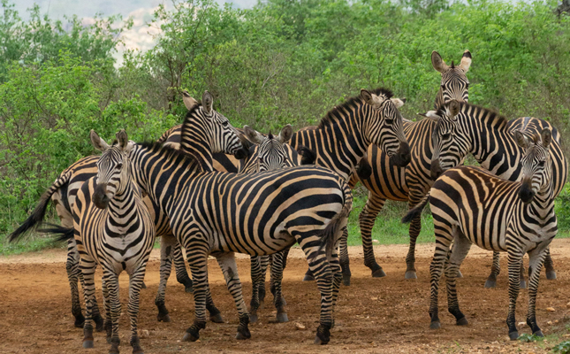 3 Days Tsavo East and West Safari from Mombasa
