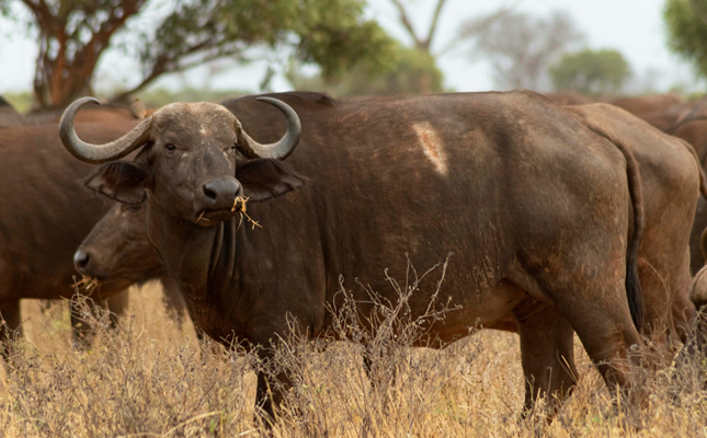 3 Days Tsavo East and West Safari from Mombasa1