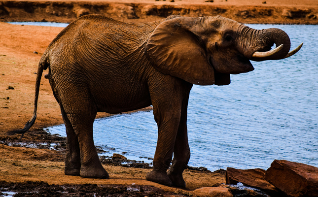 3 Days Tsavo East and West Safari from Mombasa2