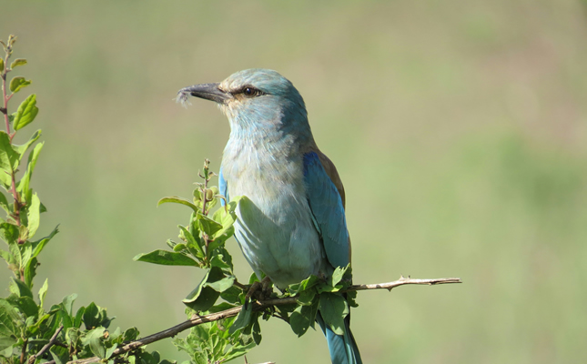 3 Days Tsavo East and West Safari from Mombasa3
