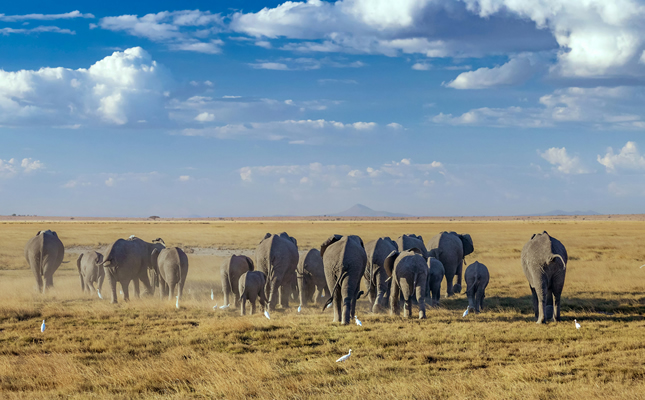 4 Days Tsavo East Amboseli Tsavo West Safari from Mombasa_3