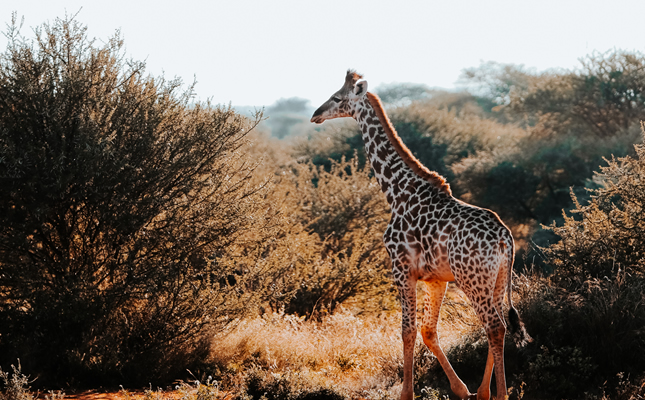 samburu1