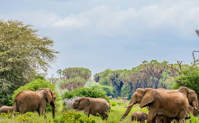 samburu2